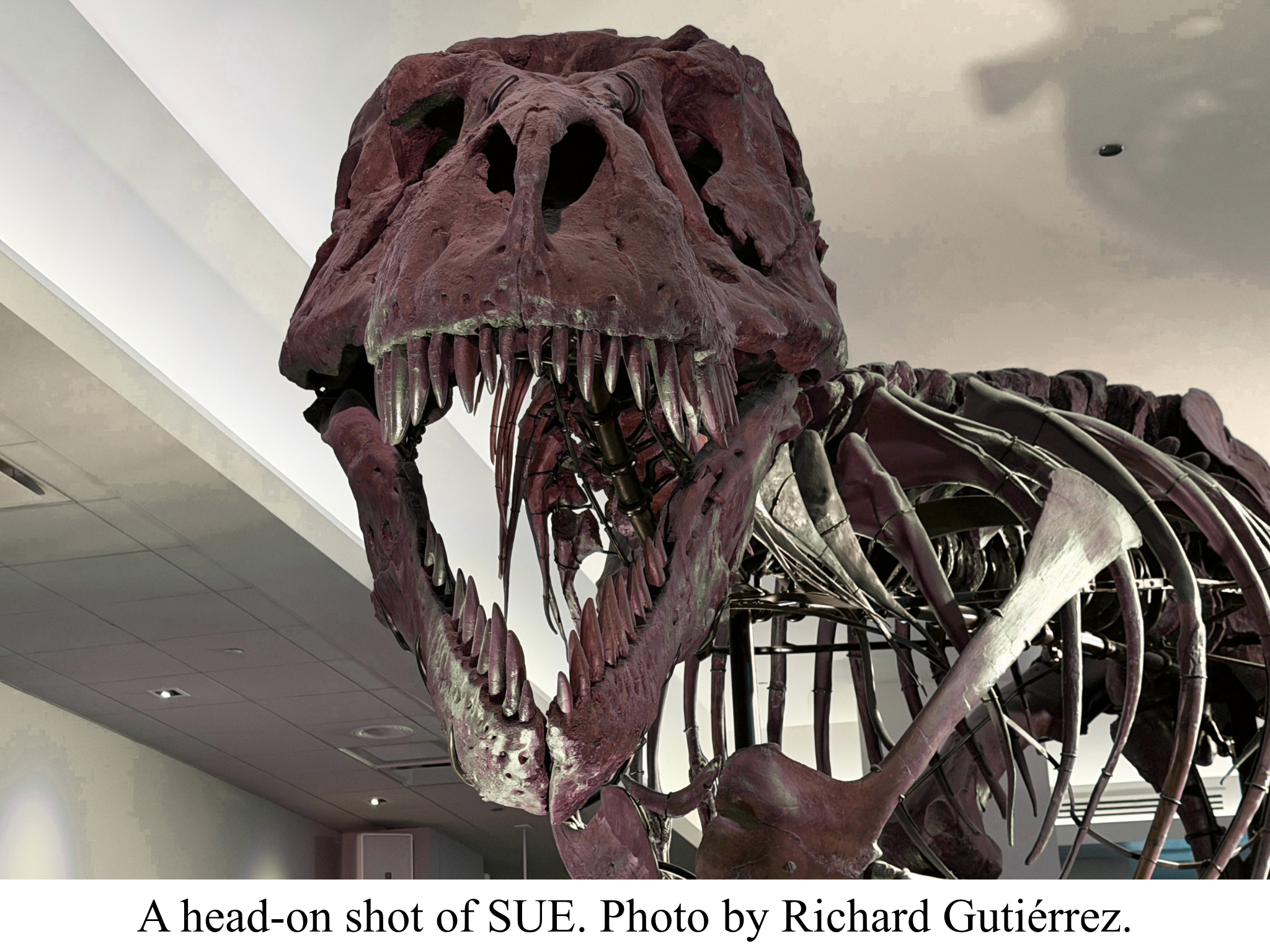 Head on shot of SUE