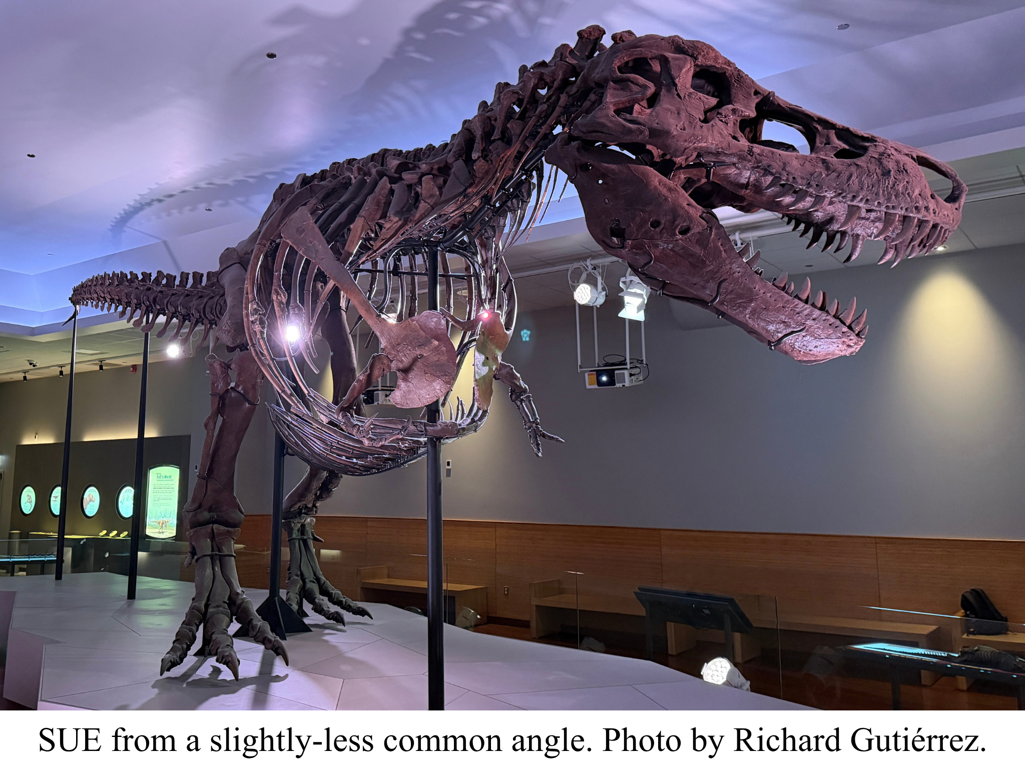 T rex named SUE 