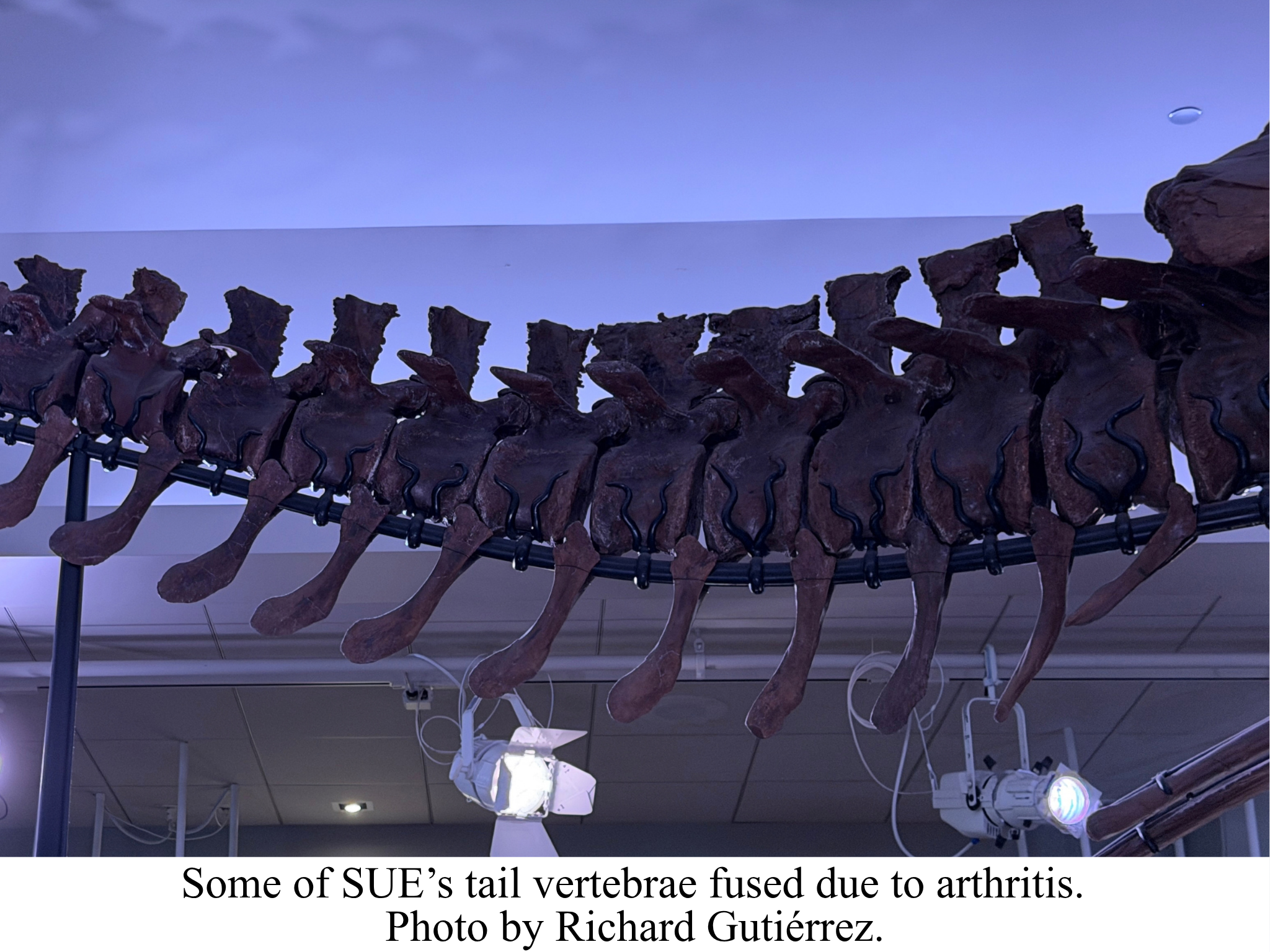 SUE tail vertebrae