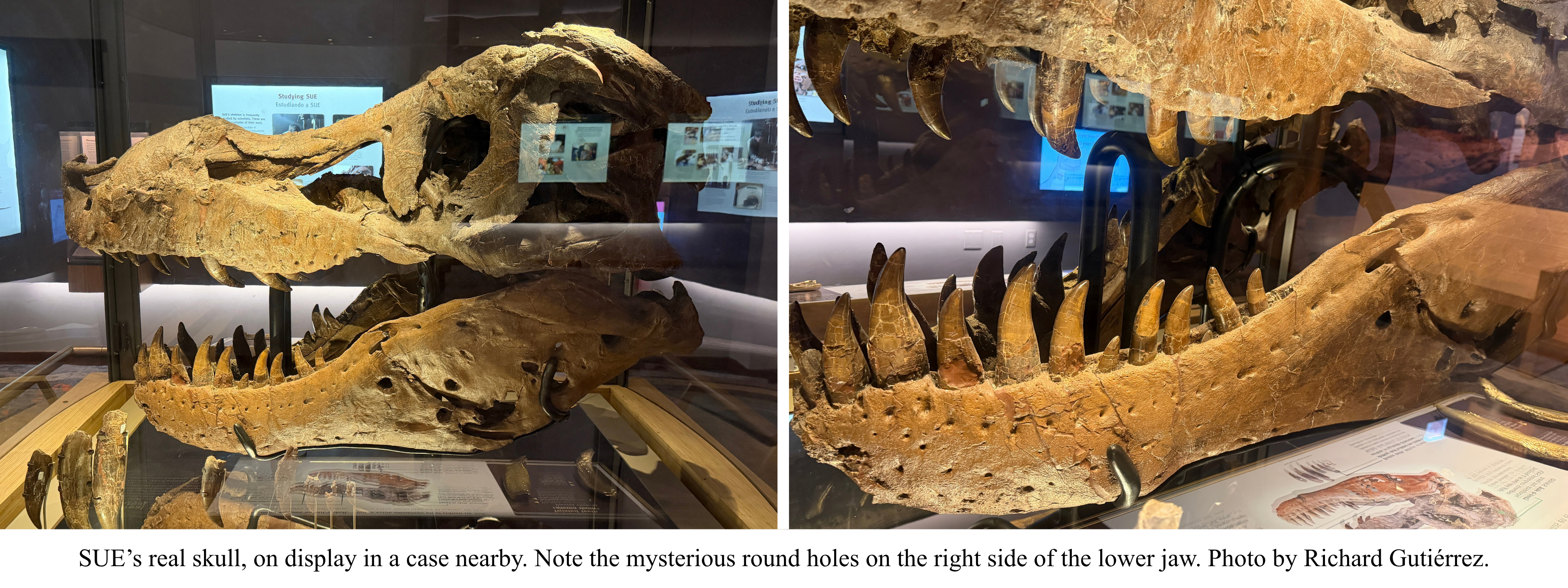 SUE's real skull
