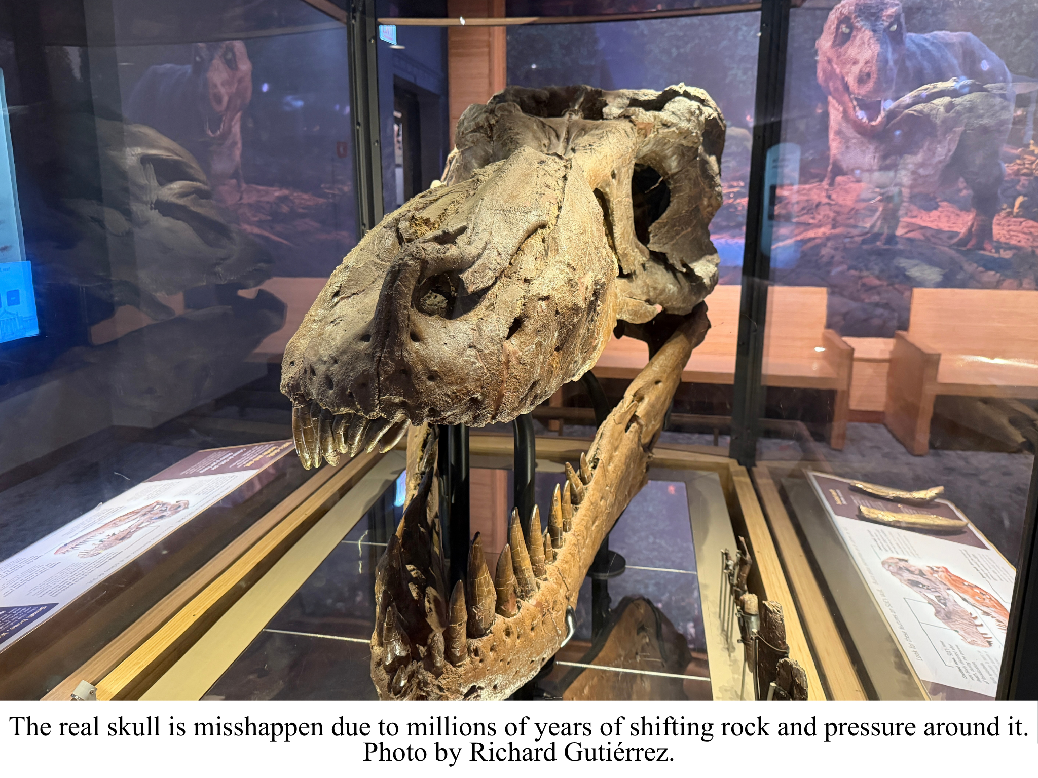 SUE real skull