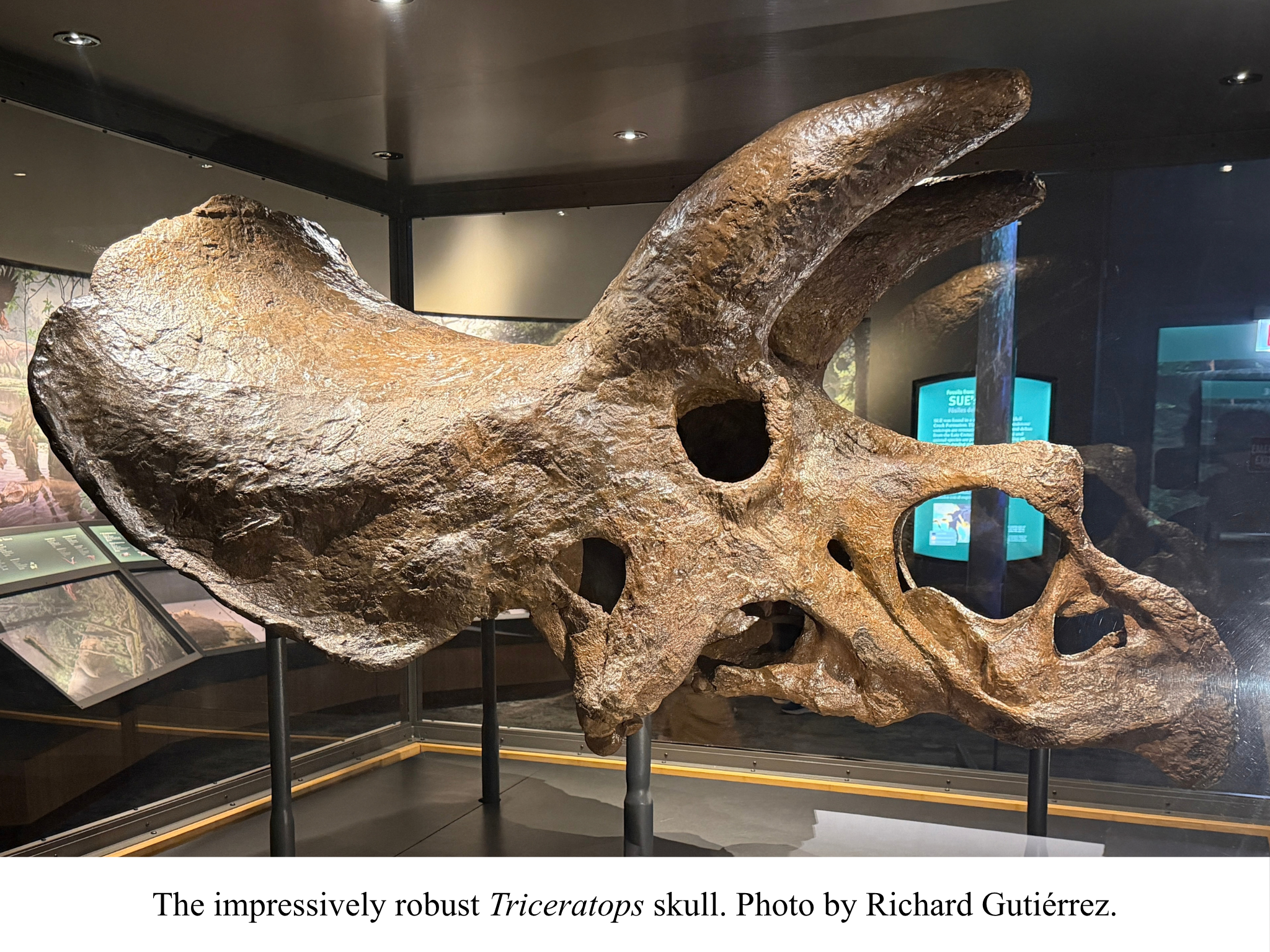 Triceratops on display