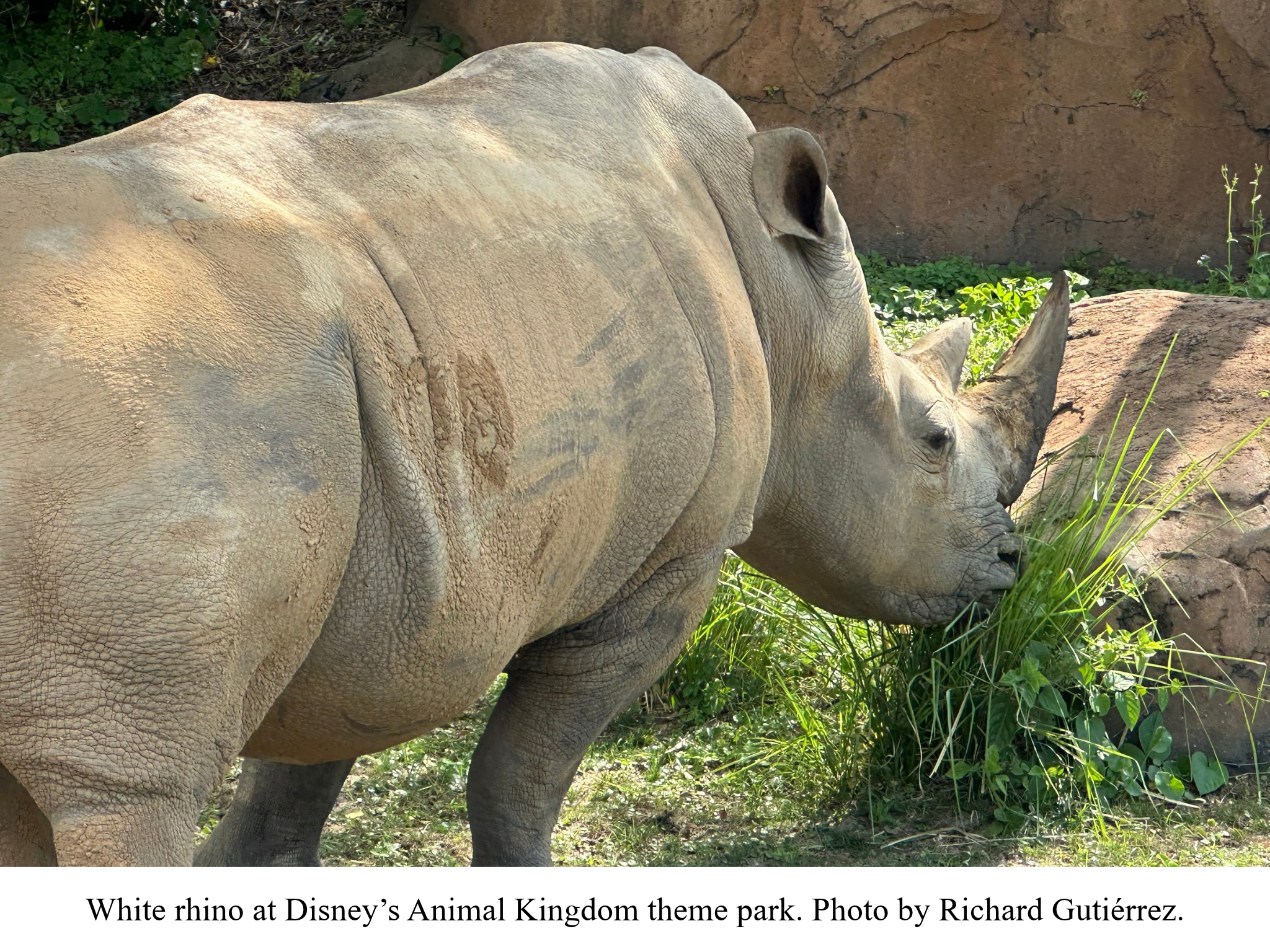 White Rhino Animal Kingdom White Rhino Animal Kingdom