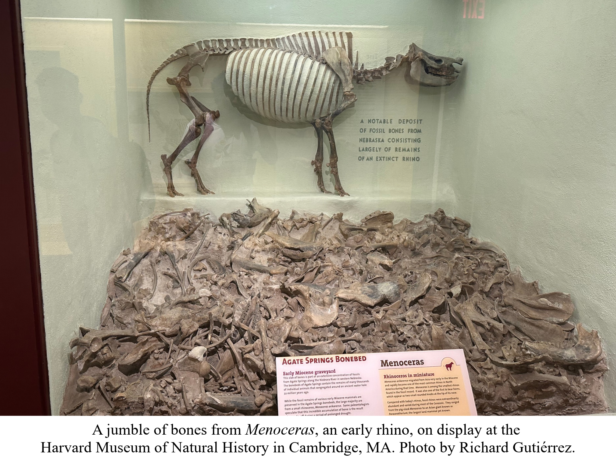 Menoceras fossil bed Harvard Menoceras fossil bed Harvard