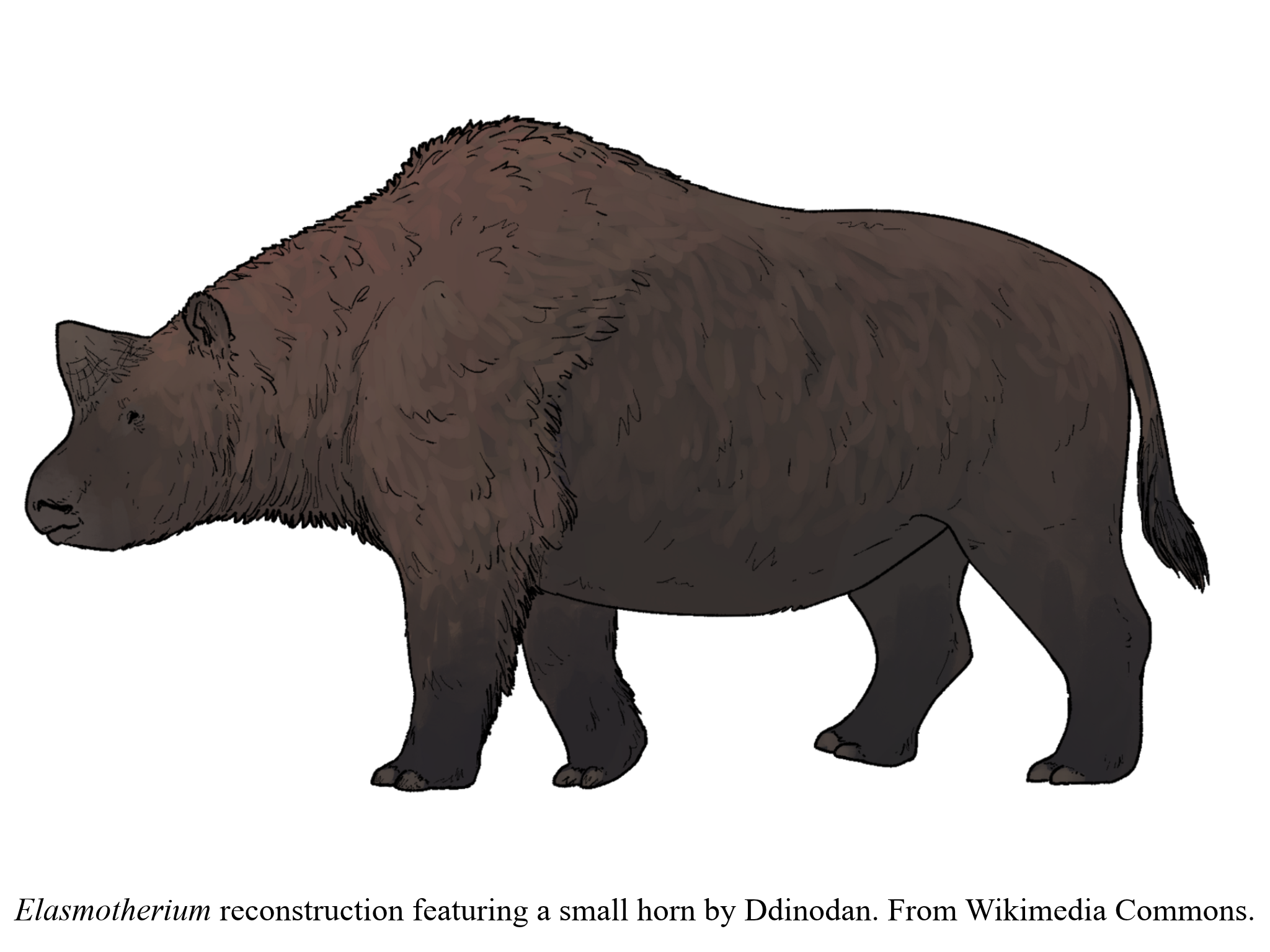 Elasmotherium by Ddinodan Elasmotherium by Ddinodan