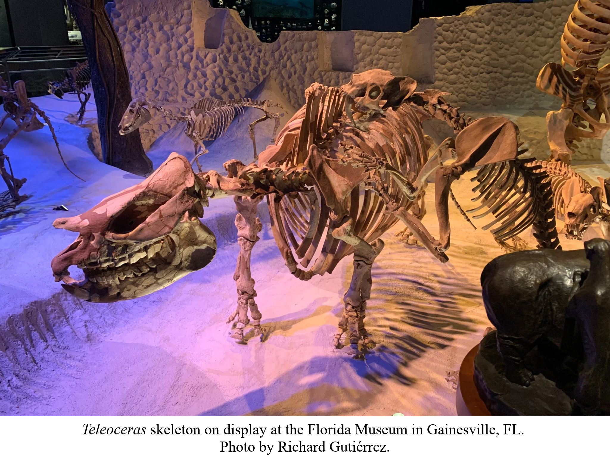 Teleoceras Florida Museum Teleoceras Florida Museum