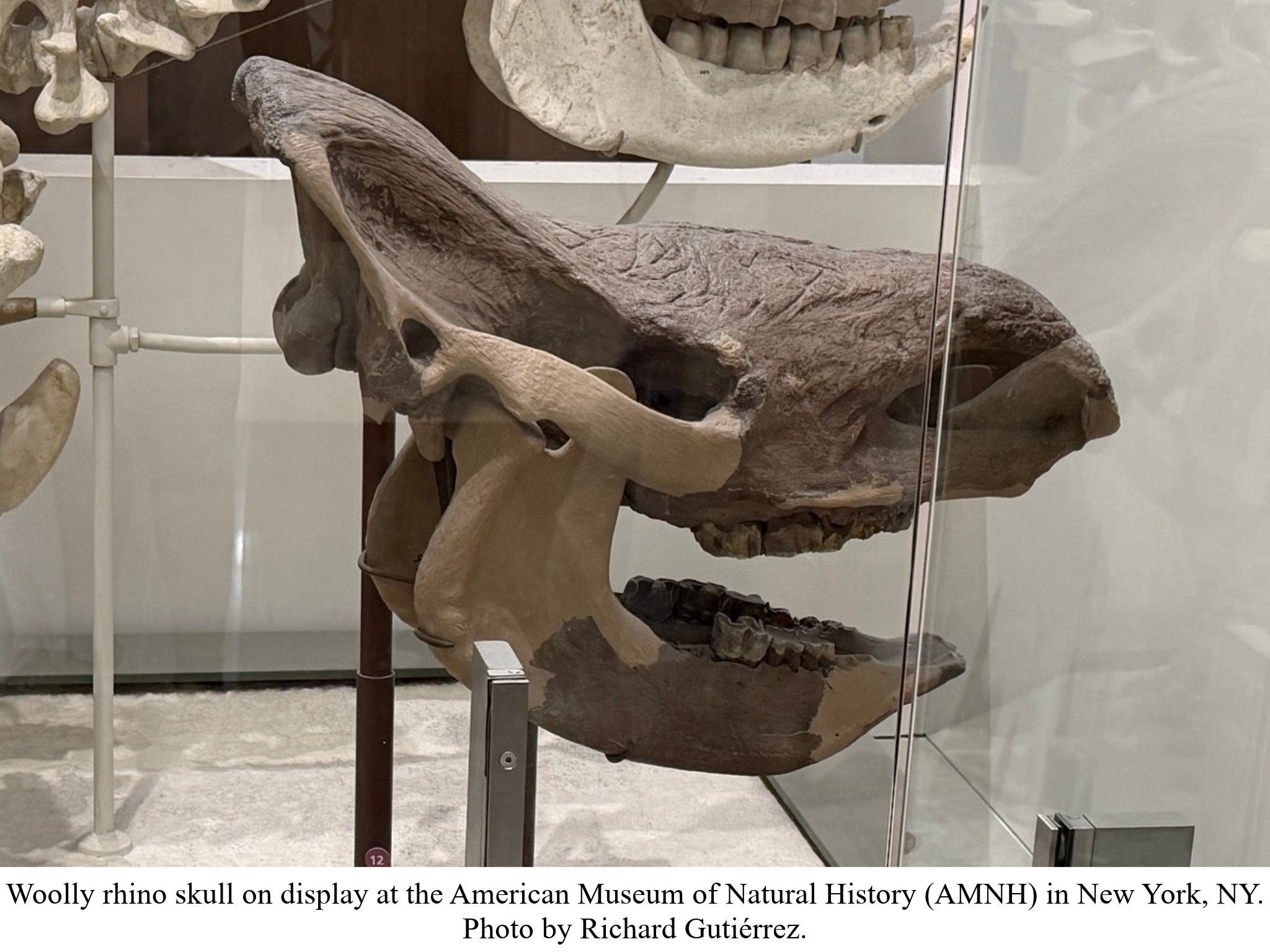 Woolly rhino skull at AMNH Woolly rhino skull at AMNH