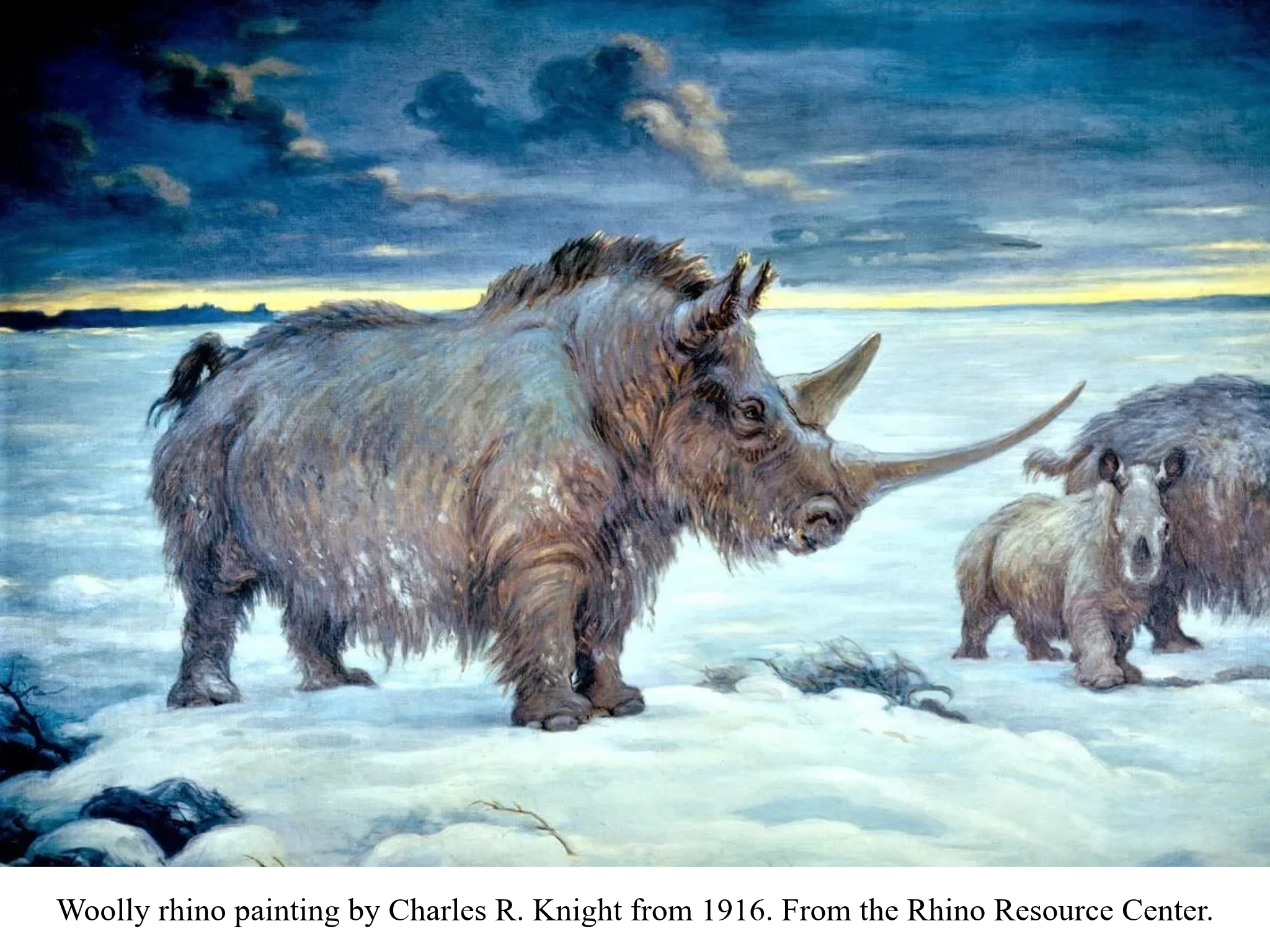Woolly rhino painting Charles Knight Woolly rhino painting Charles Knight