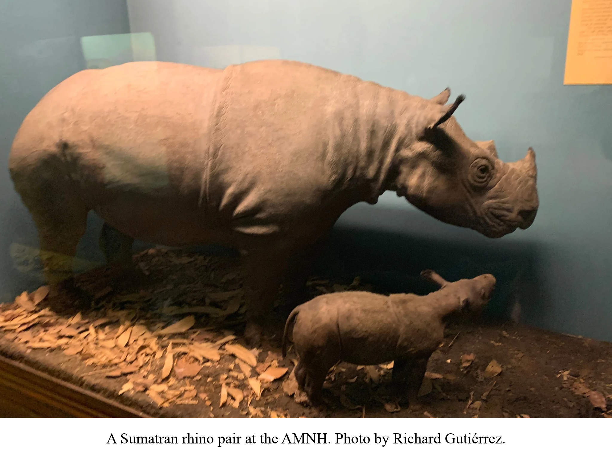 sumatran rhino amnh sumatran rhino amnh