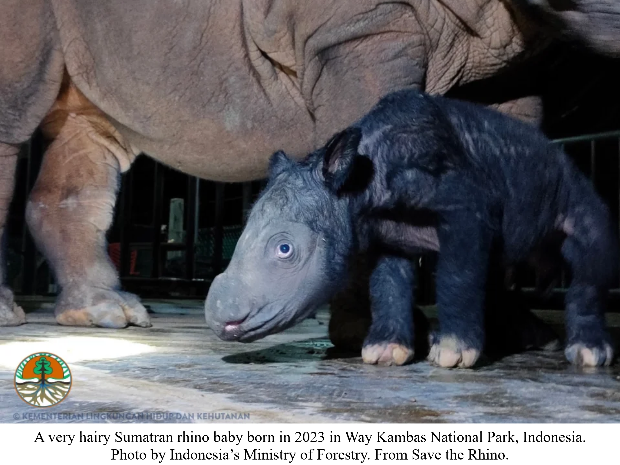Sumatran rhino baby indonesia Sumatran rhino baby indonesia