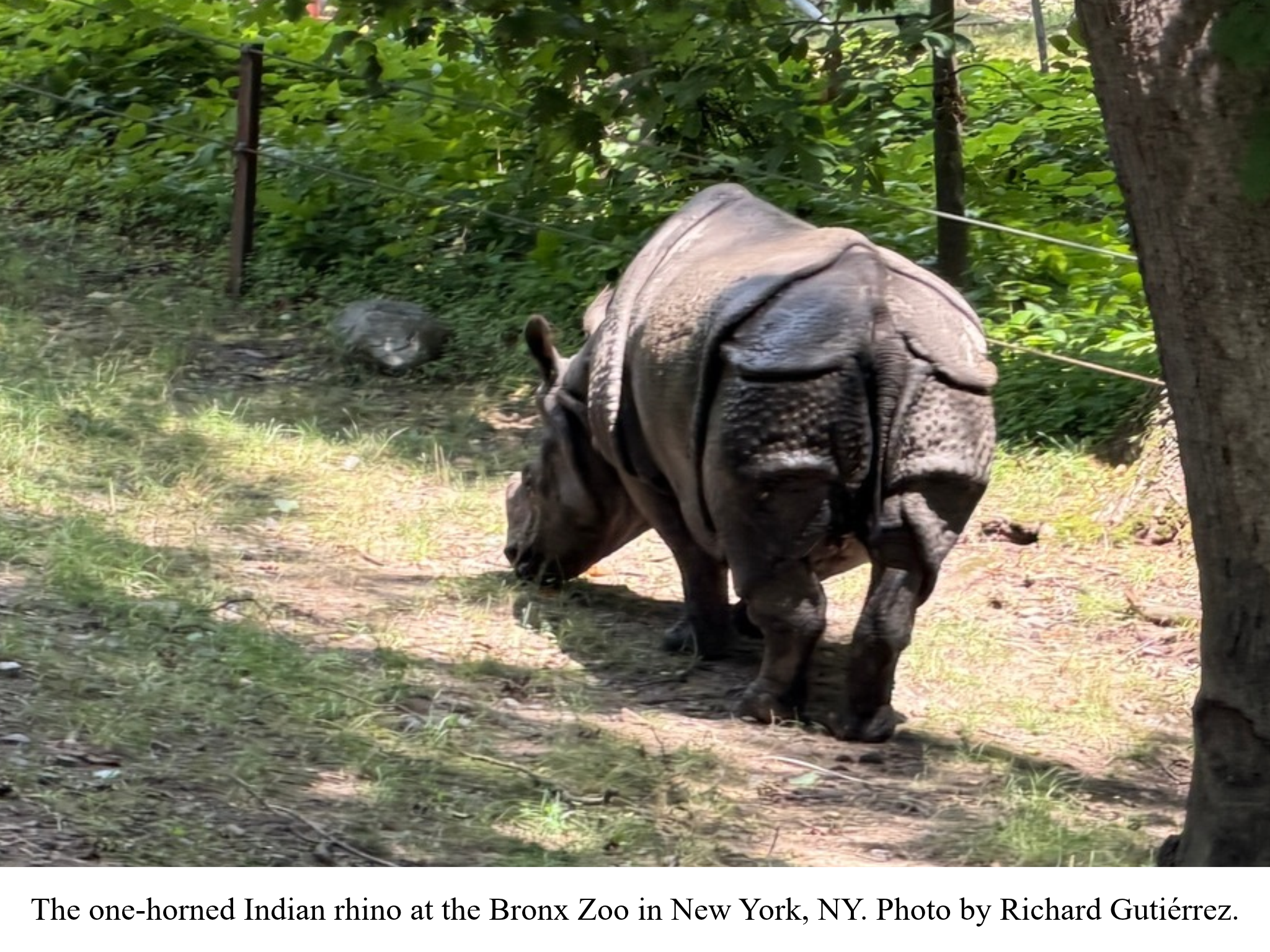Indian rhino at Bronx Zoo Indian rhino at Bronx Zoo