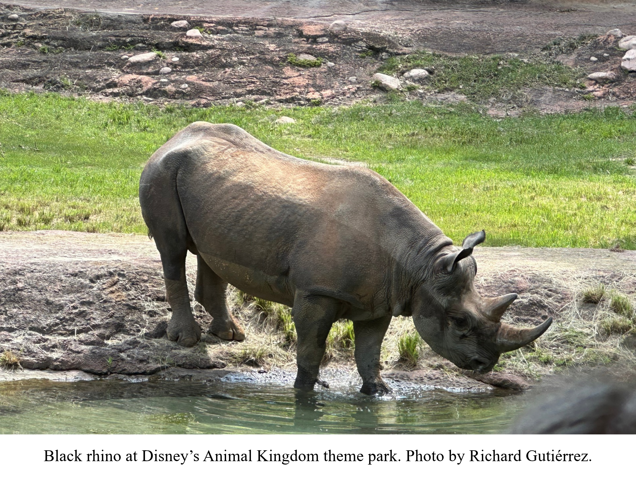 Black rhino at Animal Kingdom Black rhino at Animal Kingdom