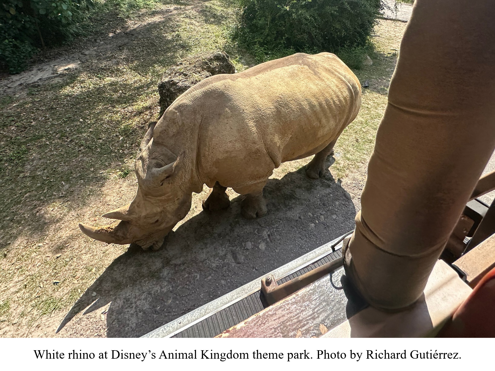 White rhino Animal Kingdom White rhino Animal Kingdom