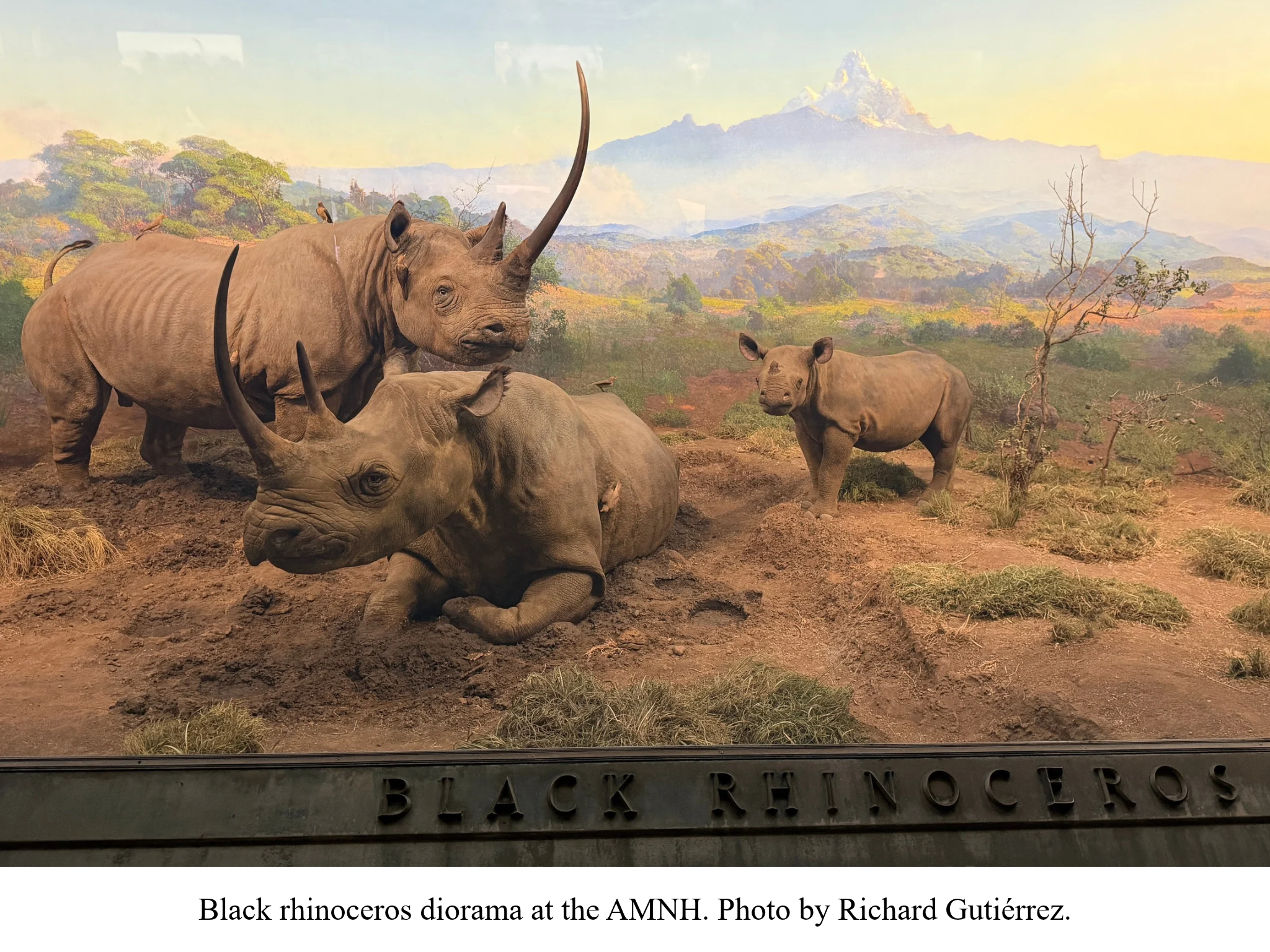 Black rhino diorama at AMNH Black rhino diorama at AMNH