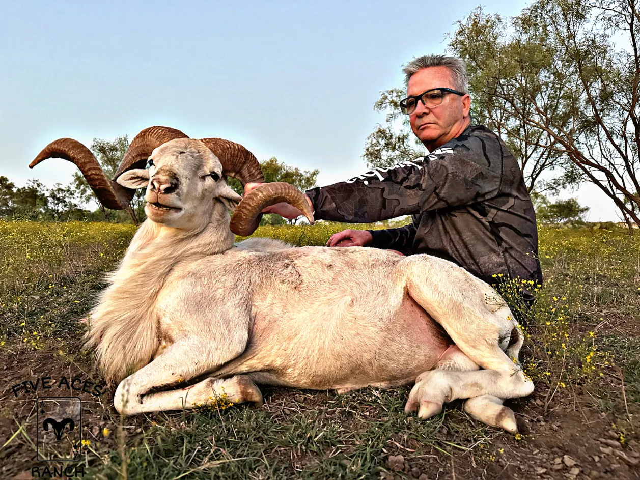 Hunter with trophy trophy ram harvested at Five Aces Ranch in Millersview, TX.