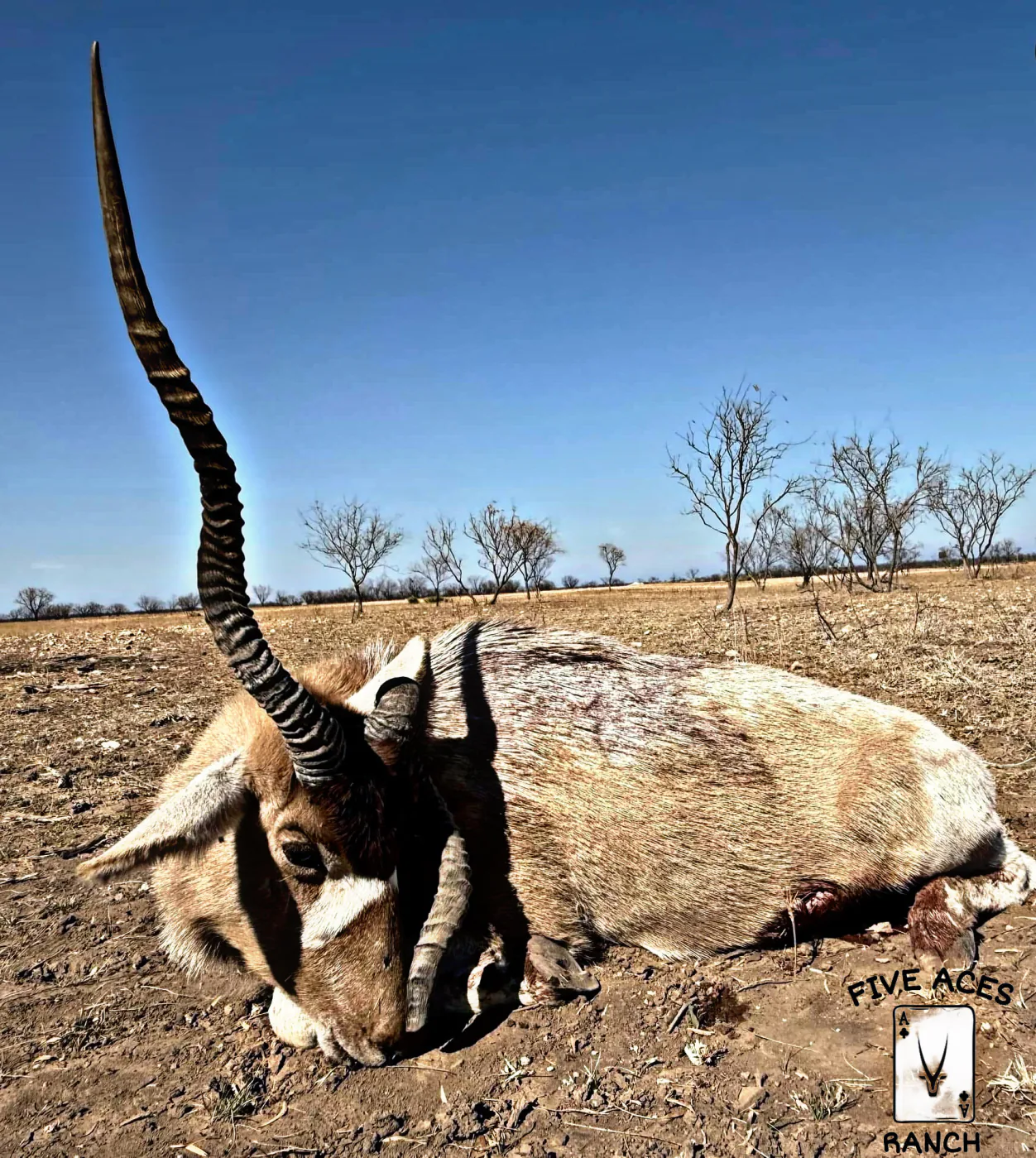 Hunter with trophy blackbuck harvested at Five Aces Ranch in Millersview, TX.