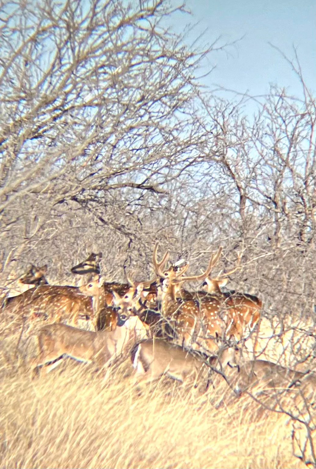 Free-ranging exotic wildlife at Five Aces Ranch, Millersview TX.