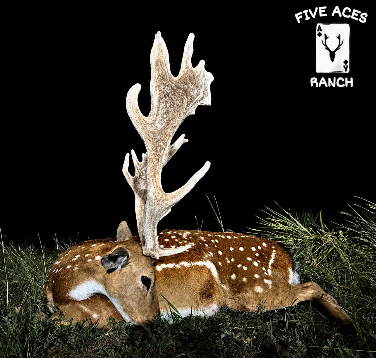 Trophy fallow deer with palmated antlers at Five Aces Ranch