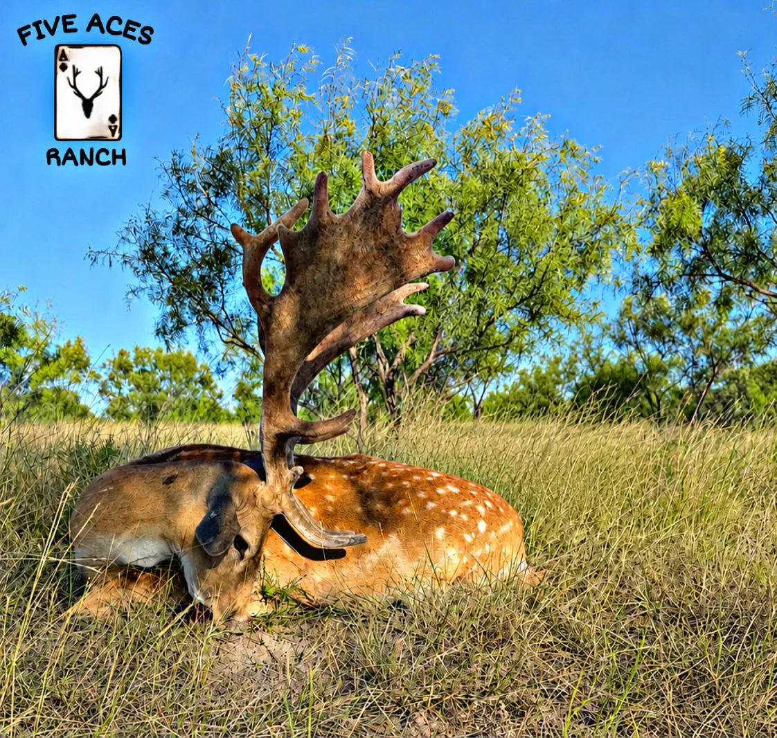 Fallow Deer at Five Aces Ranch