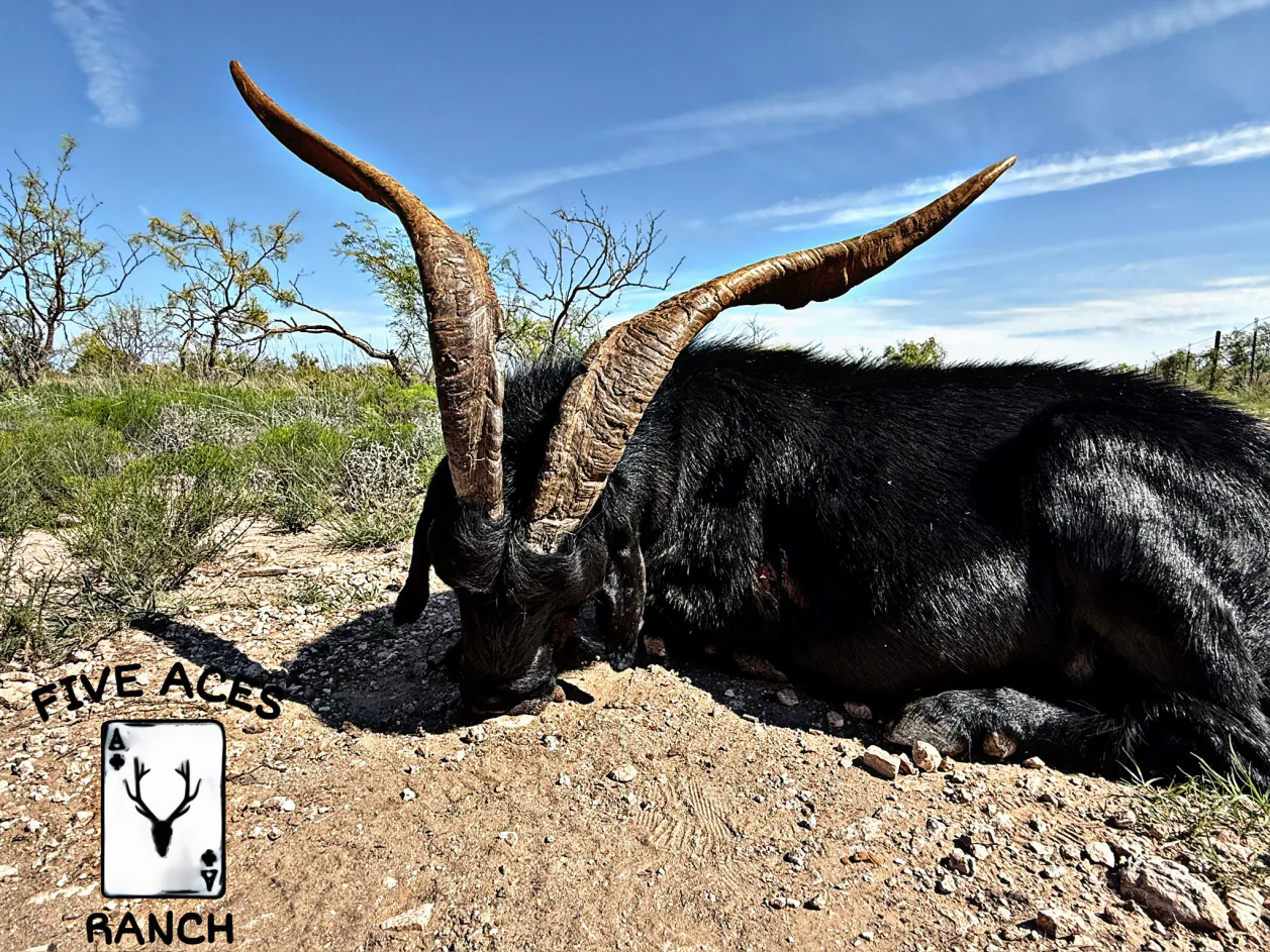 Free-ranging exotic wildlife at Five Aces Ranch, Millersview TX.