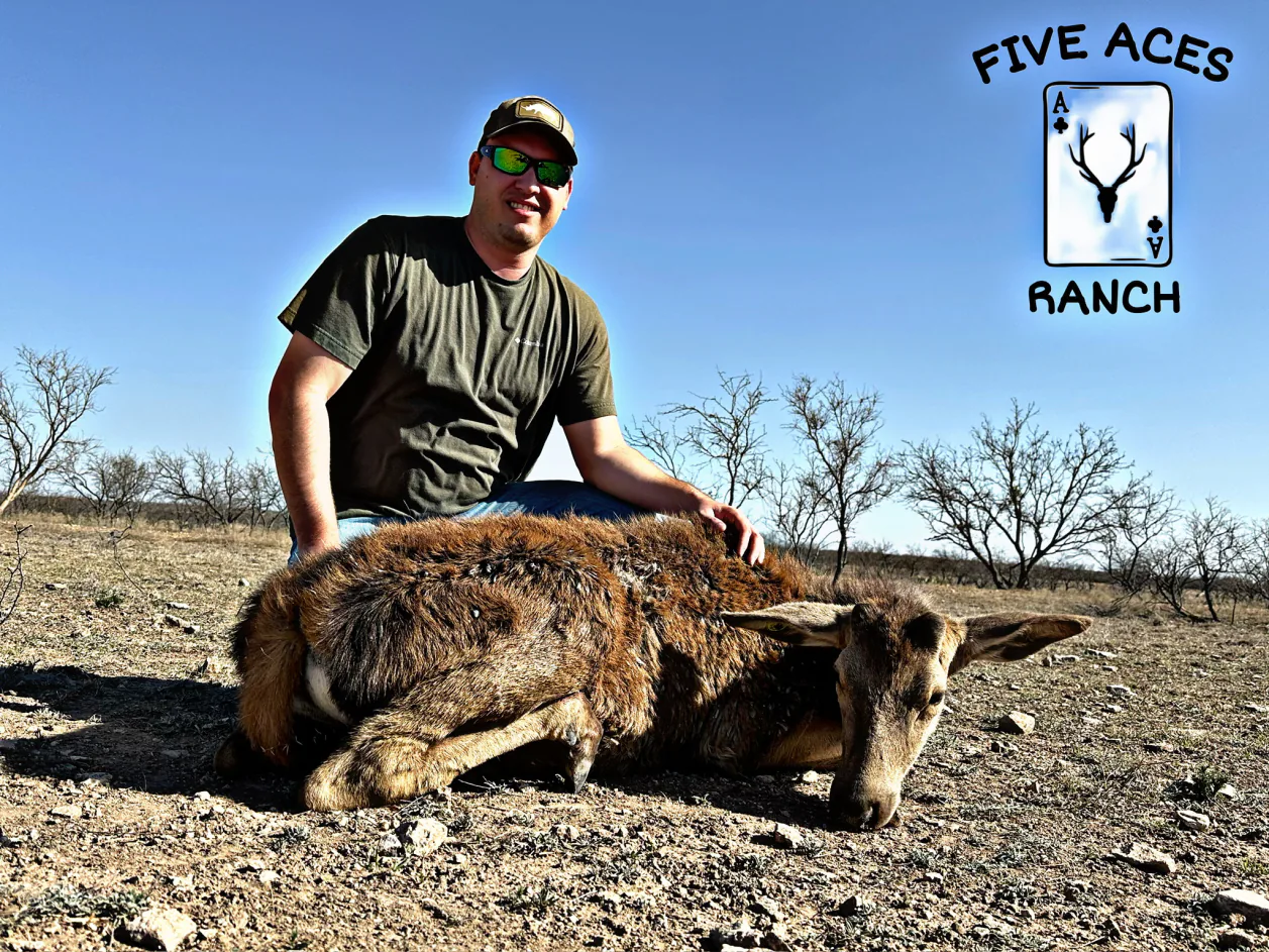 Hunter with trophy trophy ram harvested at Five Aces Ranch in Millersview, TX.
