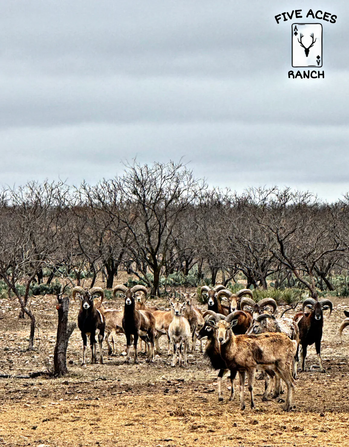 Free-ranging exotic wildlife at Five Aces Ranch, Millersview TX.