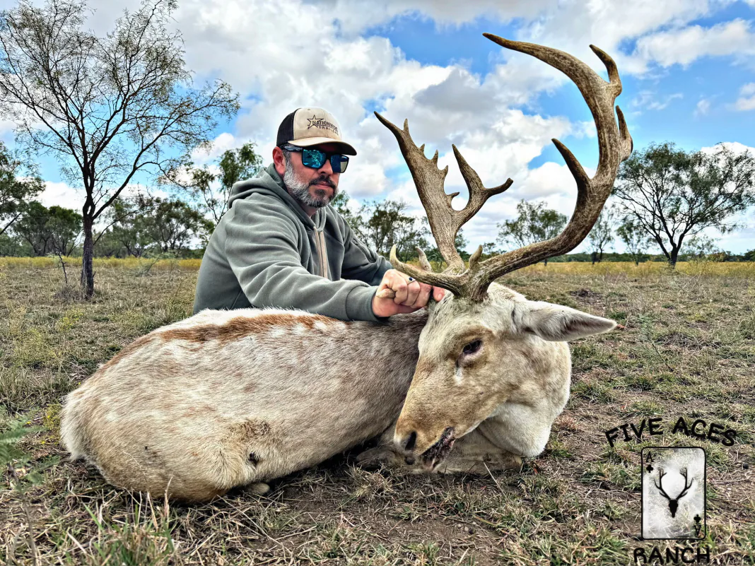 Hunter with trophy fallow deer harvested at Five Aces Ranch in Millersview, TX.