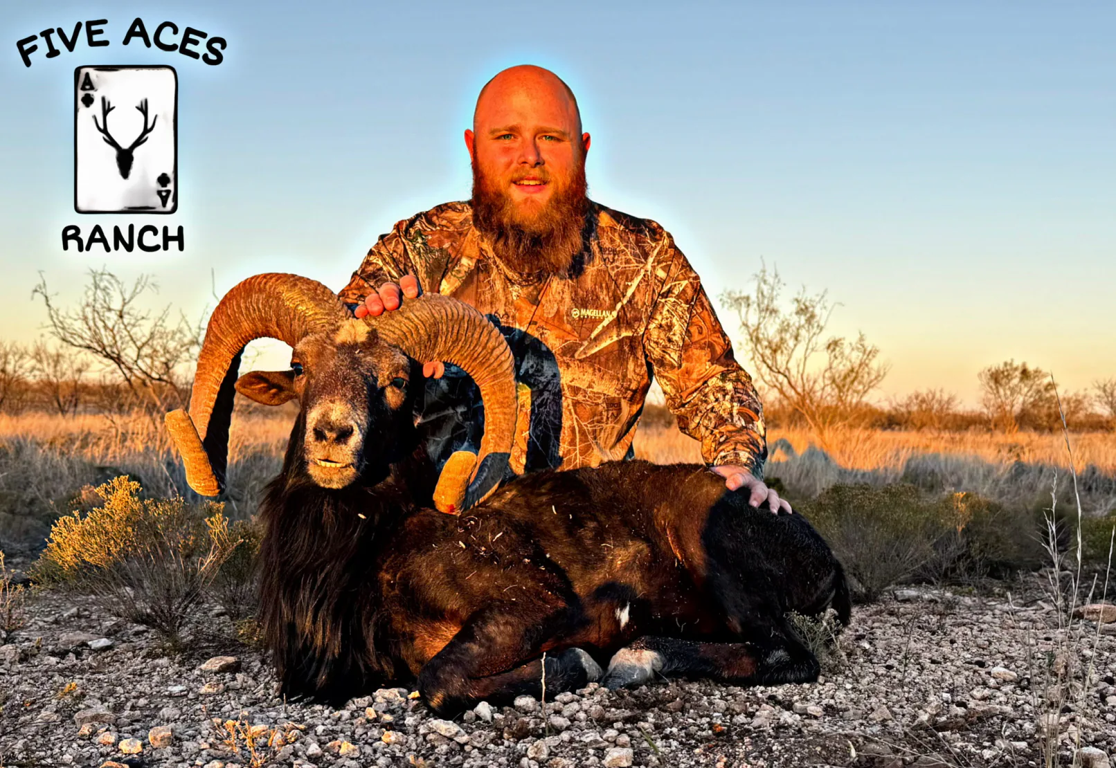 Corsican ram at Five Aces Ranch