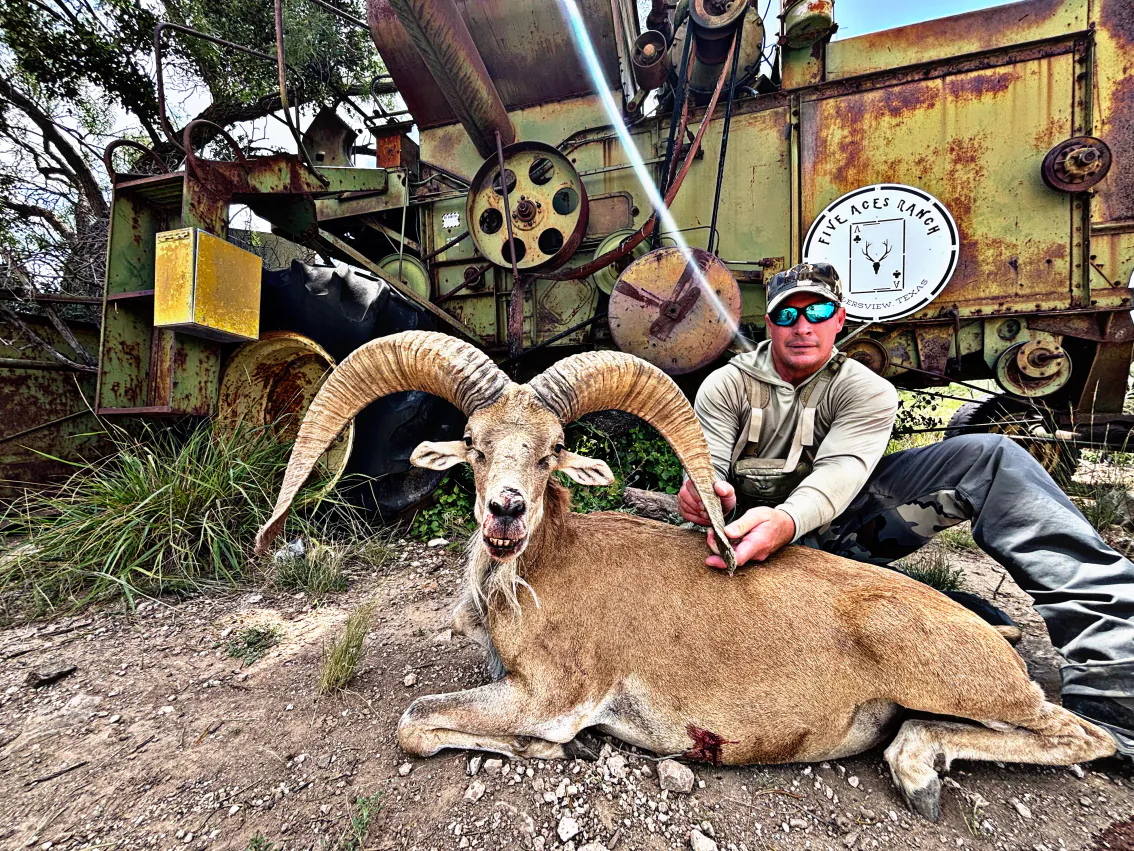 Transcaspian Urial ram with massive open spiral horns at Five Aces Ranch
