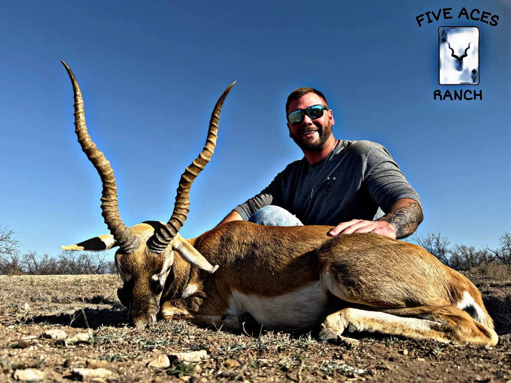 Blackbuck antelope harvest at Five Aces Ranch