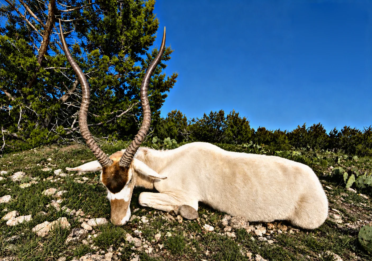 Addax at Five Aces Ranch