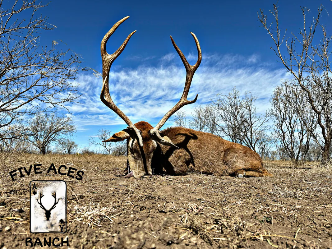 Hunter with trophy red stag harvested at Five Aces Ranch in Millersview, TX.