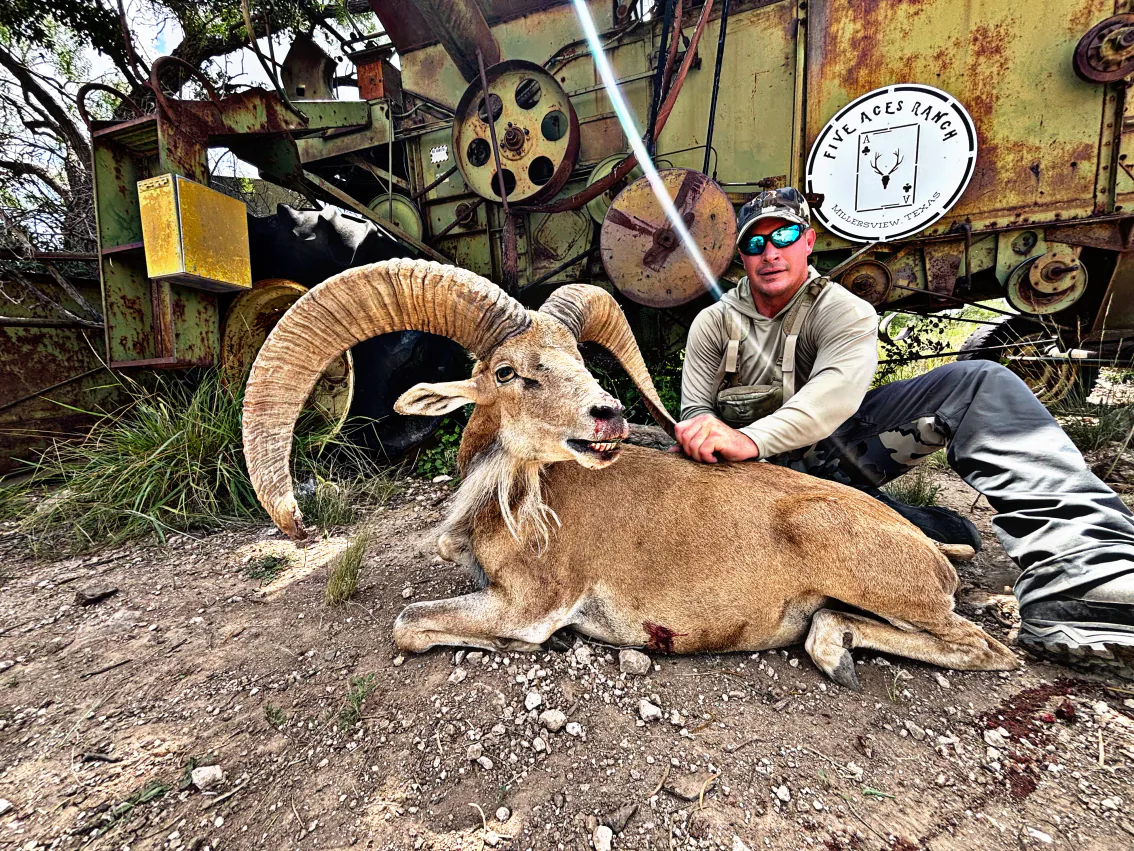 Transcaspian Urial at Five Aces Ranch