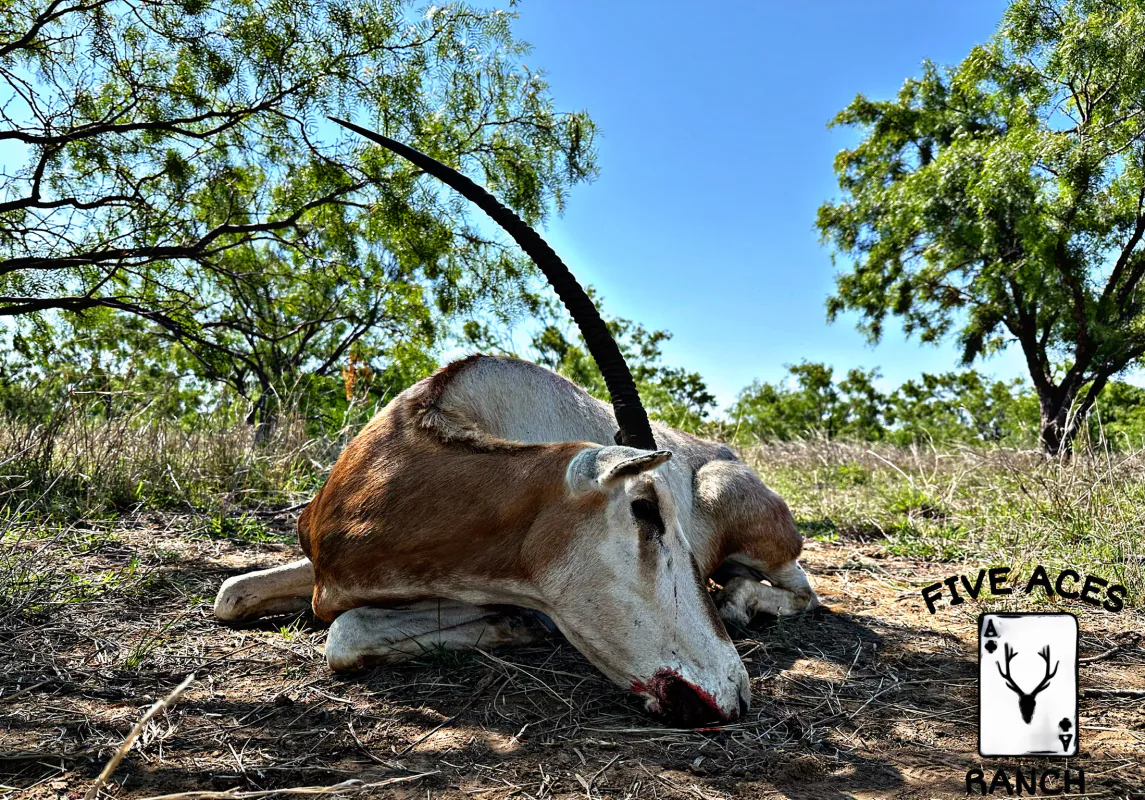 Hunter with trophy gemsbok harvested at Five Aces Ranch in Millersview, TX.