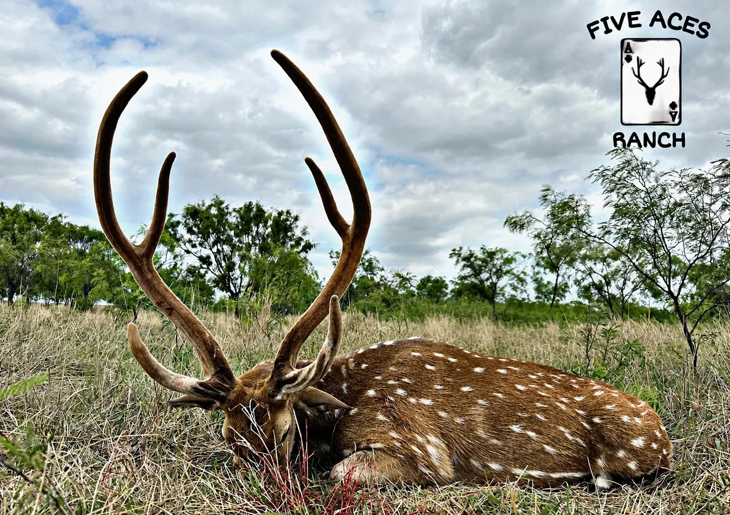 Trophy axis deer buck at Five Aces Ranch in Millersview, TX