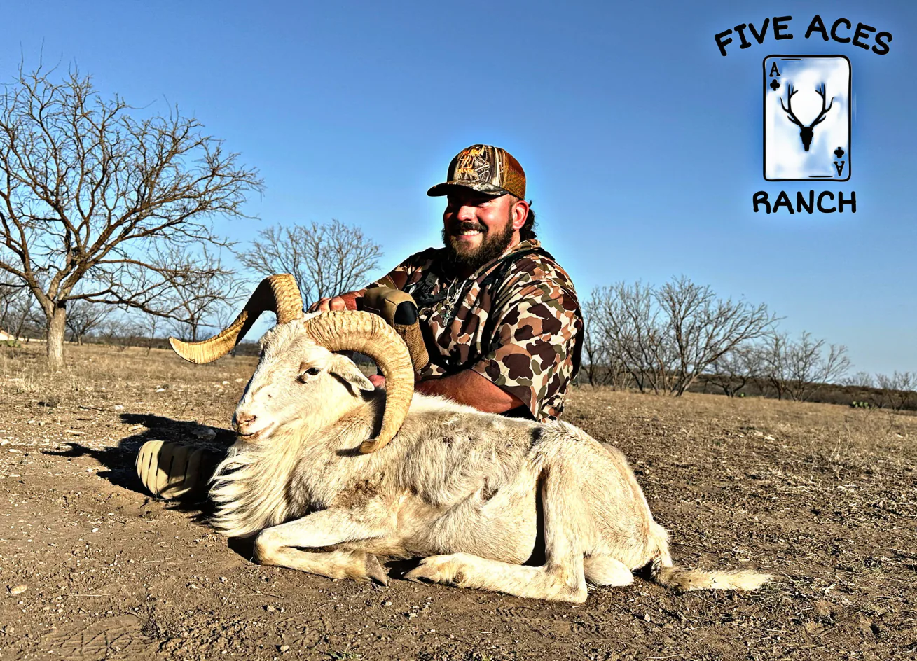 Hunter with trophy trophy ram harvested at Five Aces Ranch in Millersview, TX.