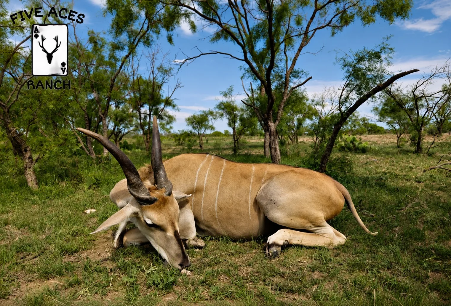 Trophy eland bull with spiral horns at Five Aces Ranch