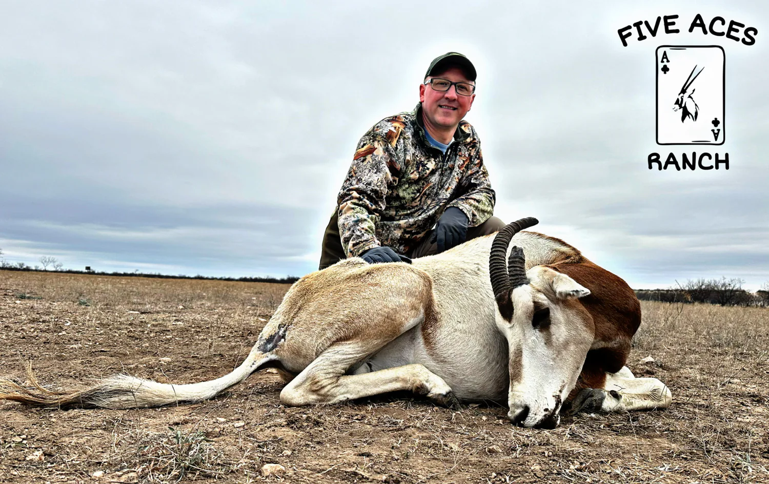 Corsican ram at Five Aces Ranch - Photo 4