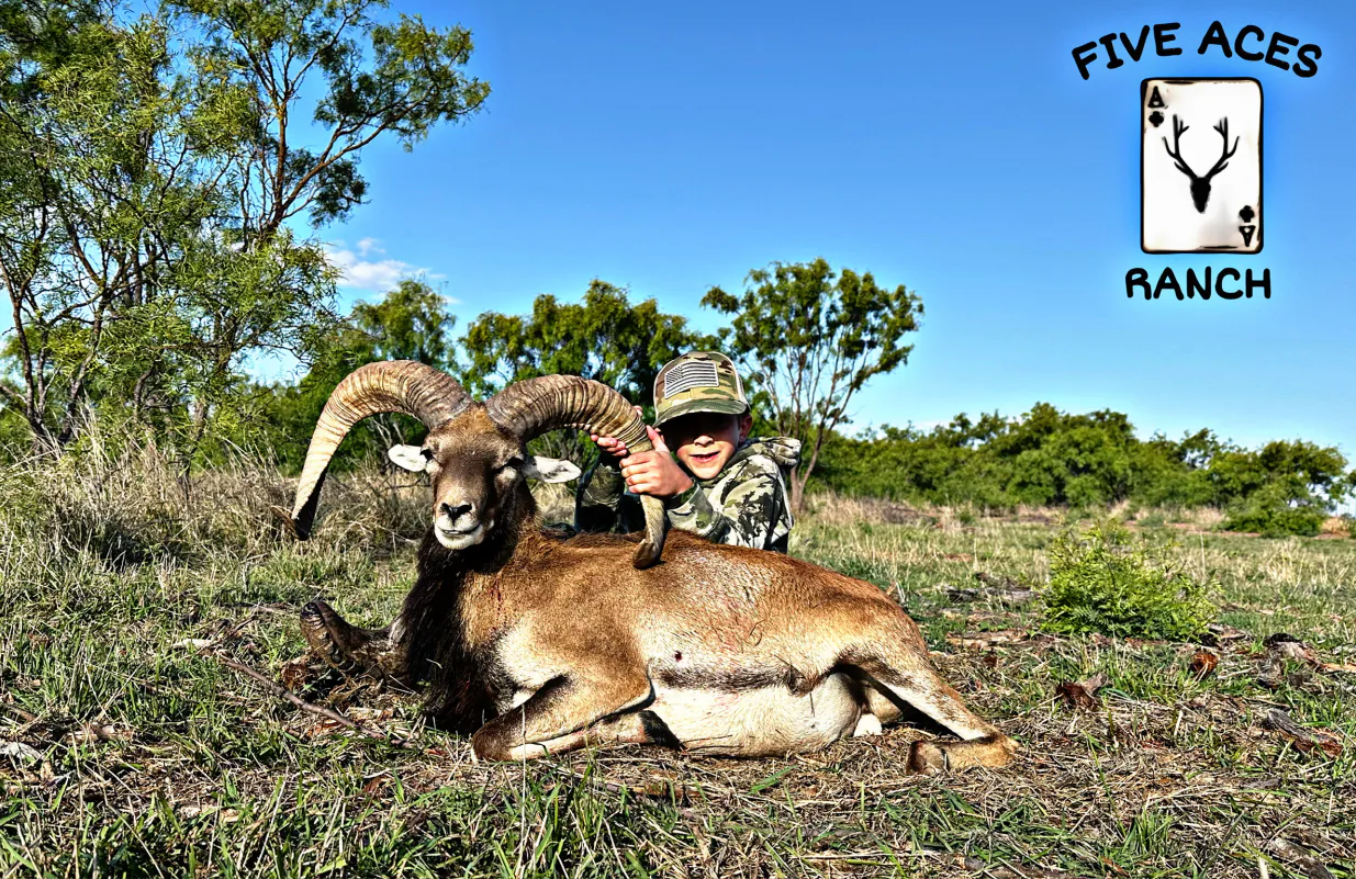 Free-ranging exotic wildlife at Five Aces Ranch, Millersview TX.
