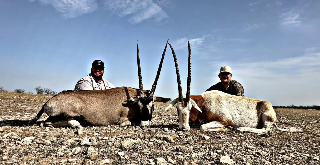 Trophy scimitar oryx at Five Aces Ranch in Millersview, TX