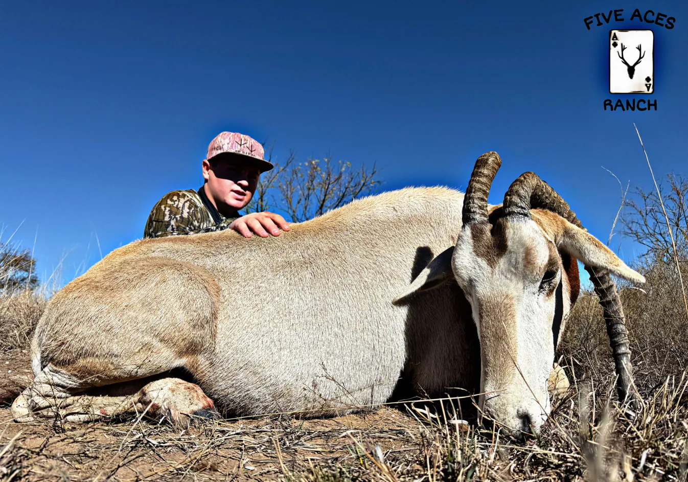 Free-ranging exotic wildlife at Five Aces Ranch, Millersview TX.