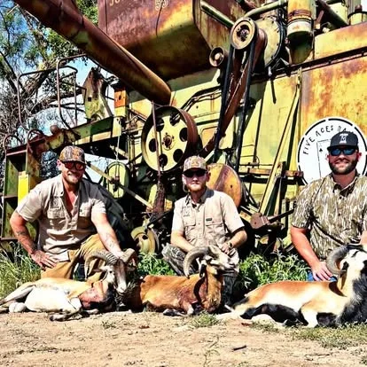 Exotic rams including Black Hawaiian and Texas Dall at Five Aces Ranch