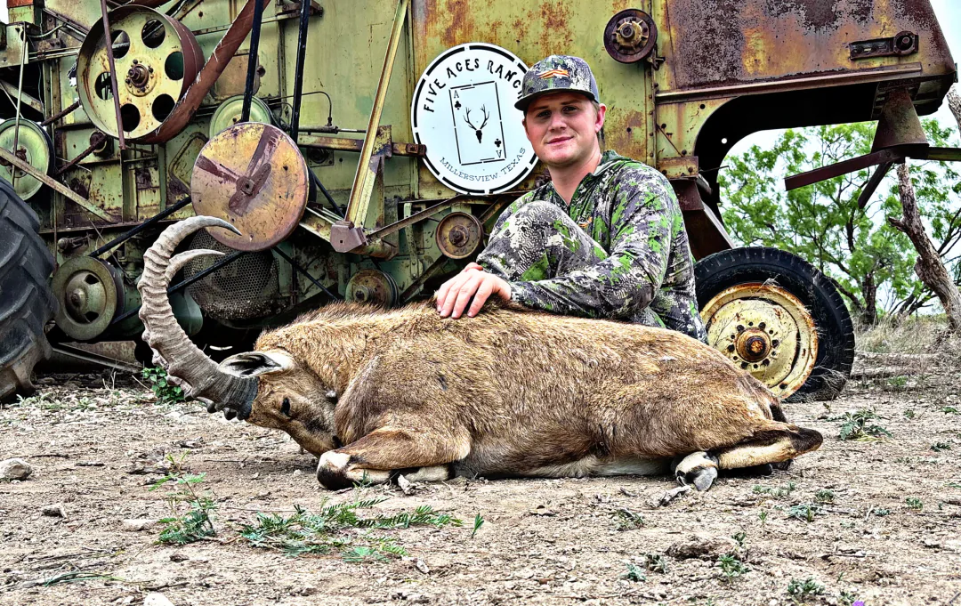 Hunter with trophy trophy ram harvested at Five Aces Ranch in Millersview, TX.