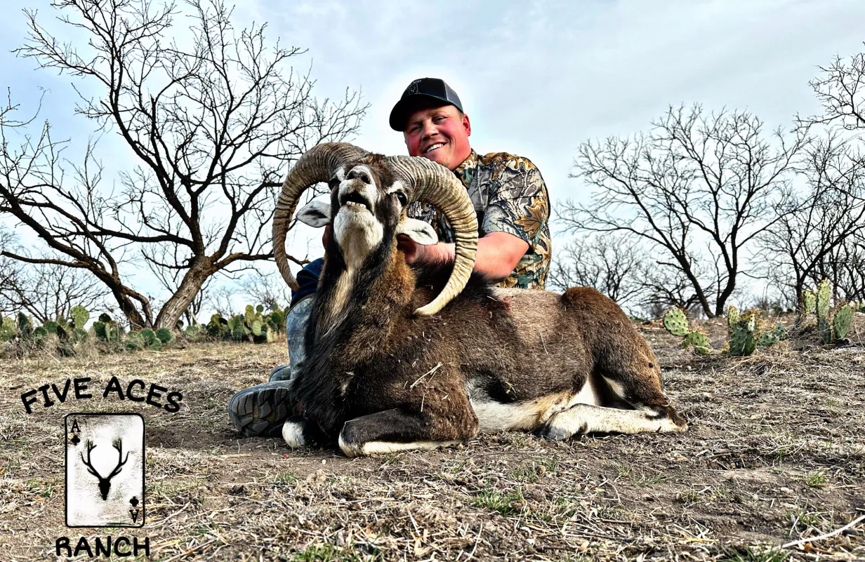 Hunter with trophy red sheep harvested at Five Aces Ranch in Millersview, TX.