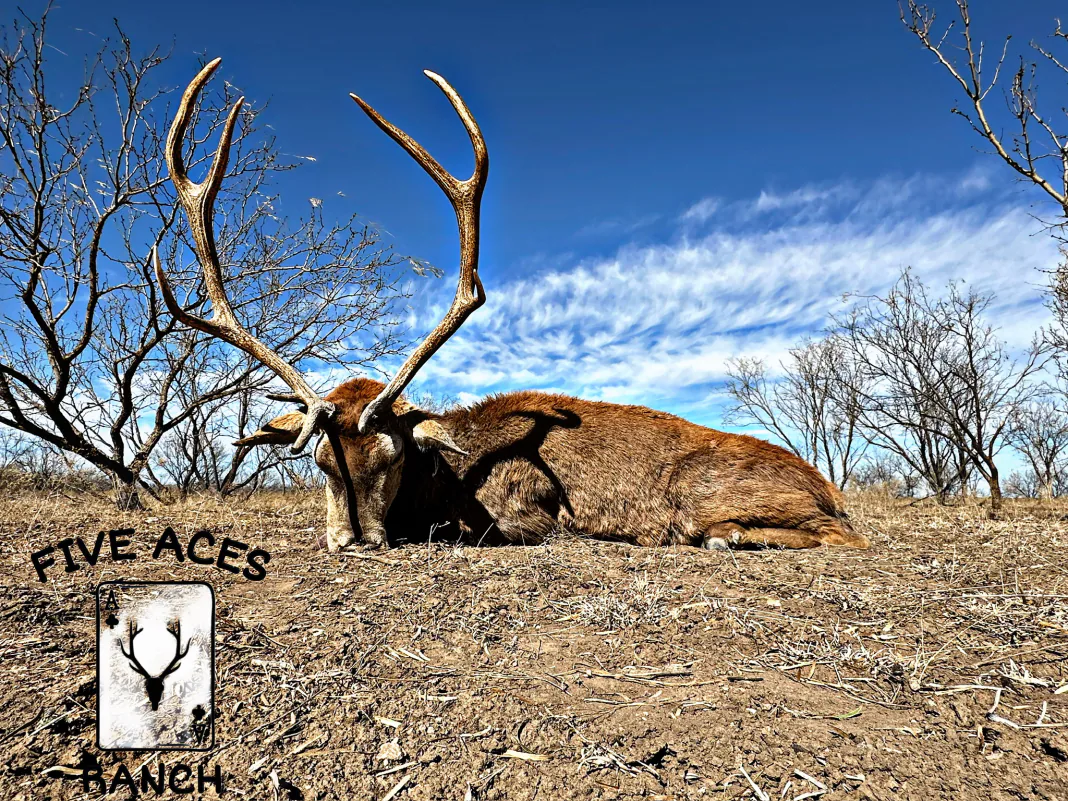 Hunter with trophy red stag harvested at Five Aces Ranch in Millersview, TX.