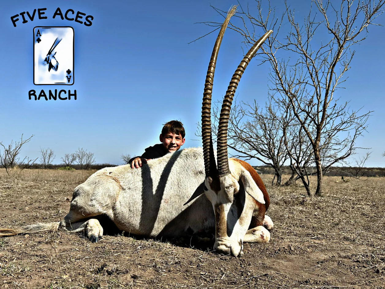 Hunter with trophy scimitar oryx harvested at Five Aces Ranch in Millersview, TX.