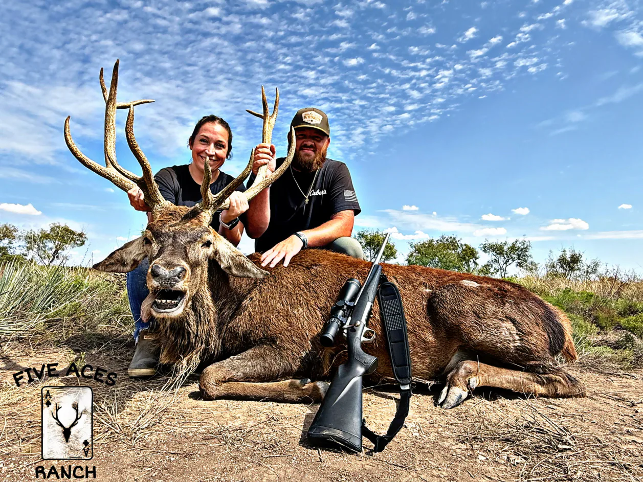 Red Stag at Five Aces Ranch