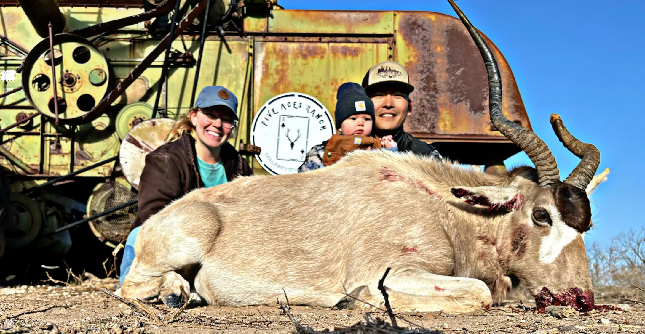 Scimitar-horned oryx at Five Aces Ranch - Photo 2