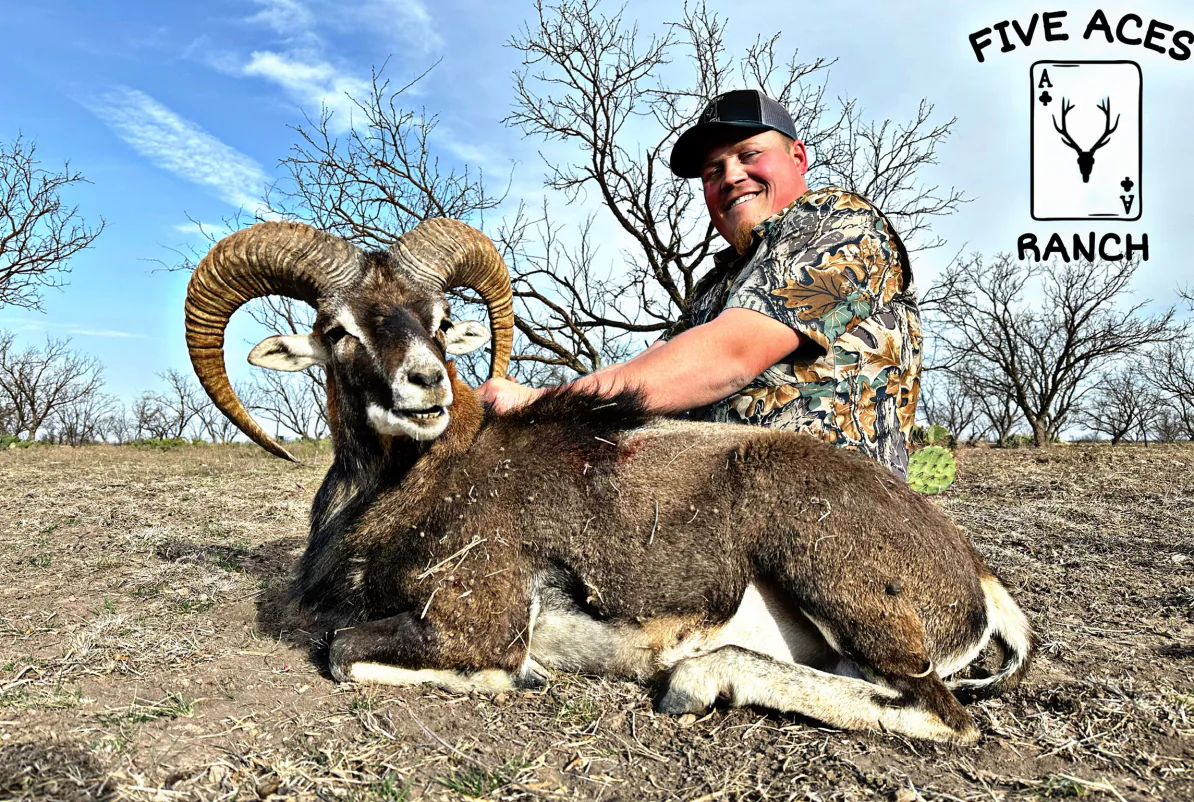 Hunter with trophy red sheep harvested at Five Aces Ranch in Millersview, TX.