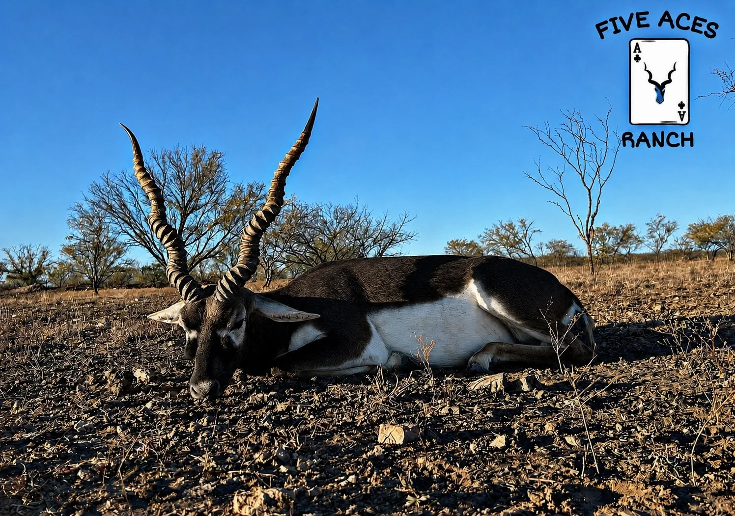 Blackbuck antelope at Five Aces Ranch
